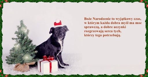 Czarny piesek w czapce Mikołaja Boże Narodzenie